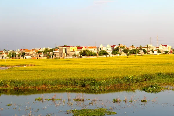 Campo de arroz — Foto de Stock