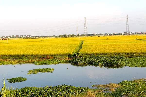 Campo de arroz —  Fotos de Stock