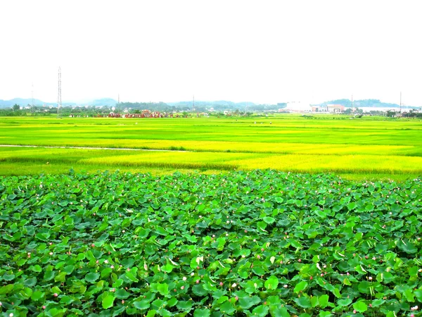 Campo de Paddy — Fotografia de Stock