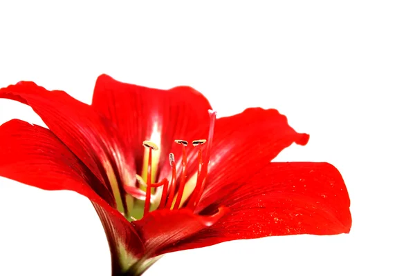 Röd Lilja — Stockfoto