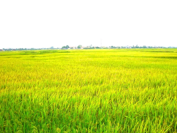 Pola ryżowe — Zdjęcie stockowe