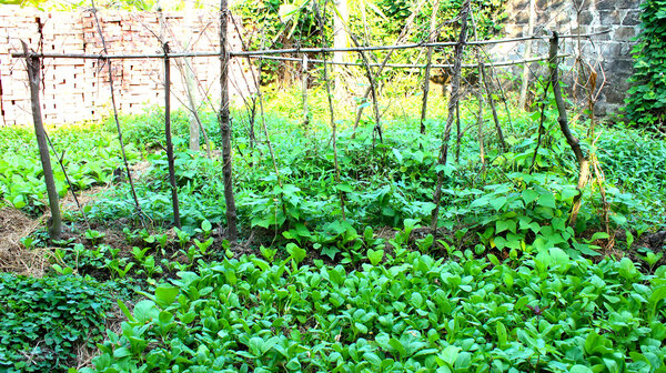 Vegetables in the garden