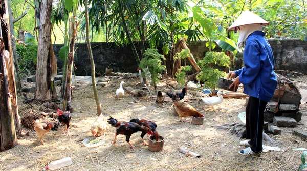 Vietnami nő farmer feed a csirkék a kertben — Stock Fotó