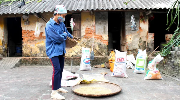 Wietnamskie kobiety rolnik czysty ryż po wysuszeniu — Zdjęcie stockowe