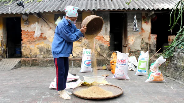 Vietnamese woman farmer clean rice after drying — Stock Photo, Image