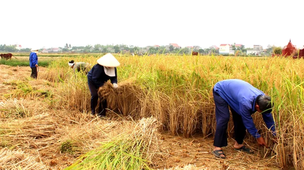 Vietnamlı bir kadın Çiftçi hasat pirinç alan — Stok fotoğraf