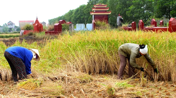 Wietnamskie kobiety rolnik zbiorów na pola ryżu — Zdjęcie stockowe