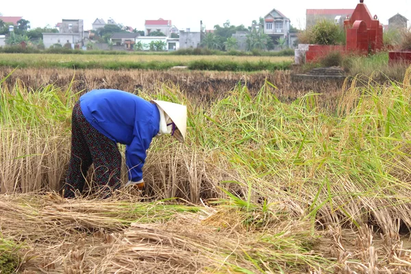 Vietnamesische Bäuerin erntet auf einem Reisfeld — Stockfoto