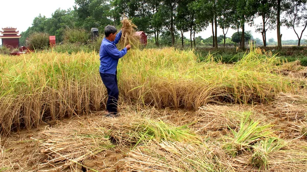 베트남어 여자 농부 수확 한 논에 — 스톡 사진
