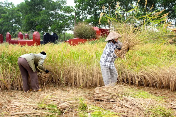 No Vietname rural. Mulher vietnamita agricultor colheita em um fiel arroz — Fotografia de Stock