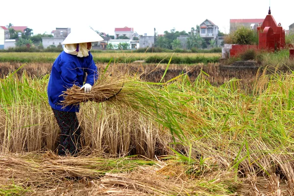 Une agricultrice vietnamienne récolte dans une rizière — Photo