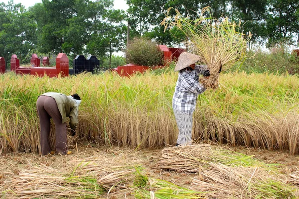 시골 베트남. 쌀 기분이에 베트남어 여자 농부 수확 — 스톡 사진