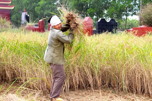 Vietnamese woman farmer harvest on a rice field — Stock Photo, Image