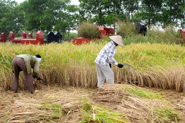 Mulher vietnamita agricultor colheita em um campo de arroz — Fotografia de Stock