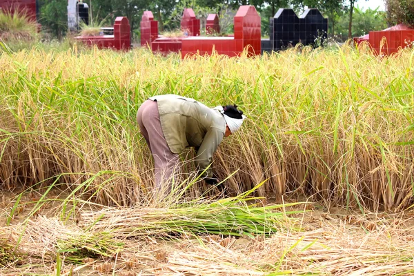 Vietnamese woman farmer harvest on a rice field — Stock Photo, Image