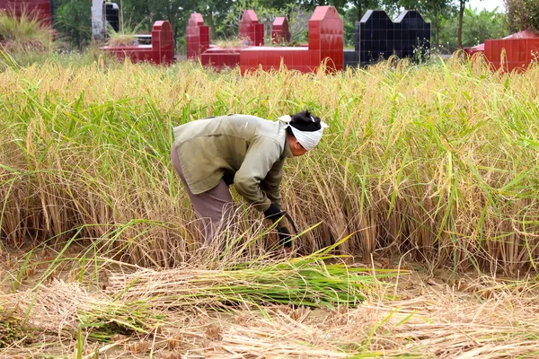 Vietnamese woman farmer harvest on a rice field — Stock Photo, Image