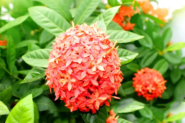 Red flower — Stock Photo, Image