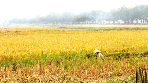 Vietnamesische Bäuerin erntet auf einem Reisfeld — Stockfoto