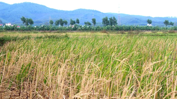 Campo de arroz — Foto de Stock