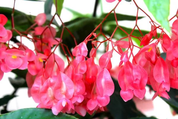 Flower — Stock Photo, Image