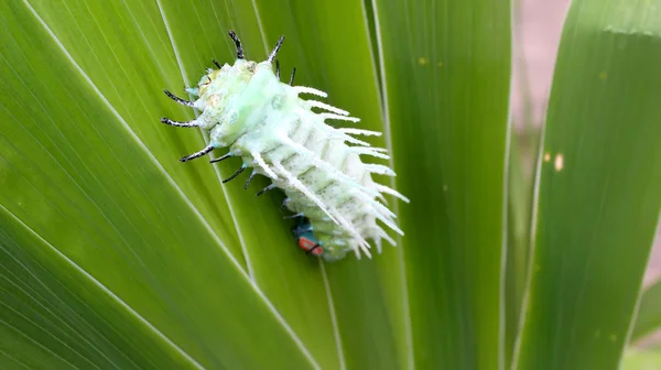 Caterpillar-levél — Stock Fotó