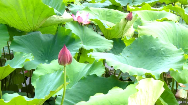 Lotus pond — Stock Photo, Image