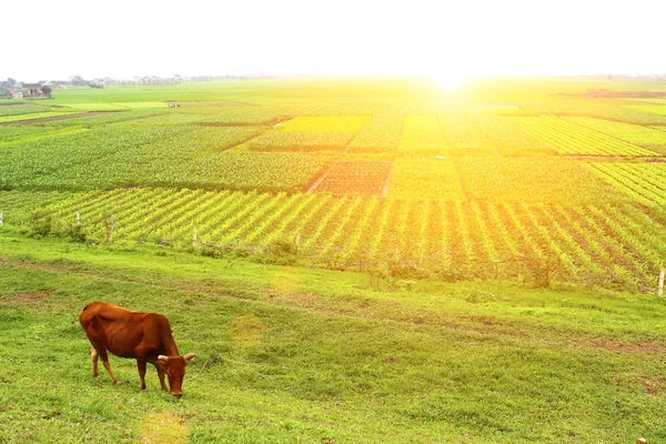 Farmář vysazuje rýži na poli — Stock fotografie