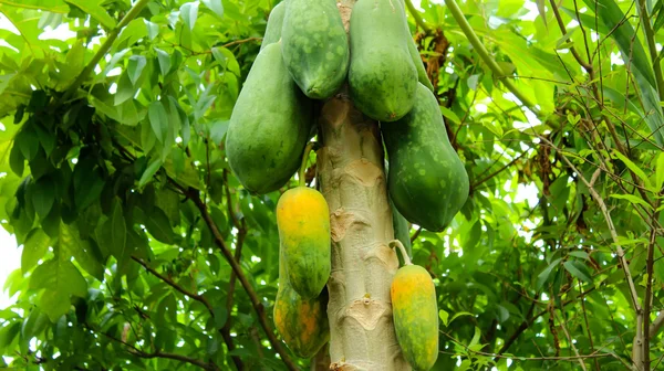 Papaya drzewo — Zdjęcie stockowe