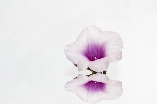 Fiore viola — Foto Stock