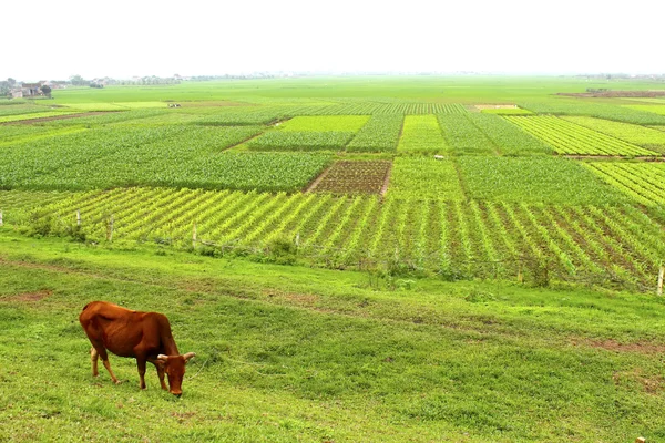 Vacas pastando em um campo — Fotografia de Stock