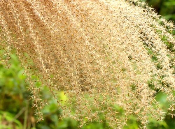 草花与阳光 — 图库照片