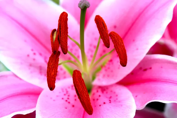 Bright flowers blooming in spring — Stock Photo, Image