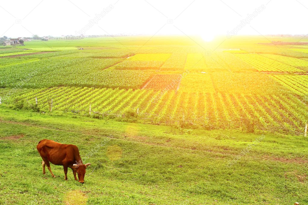 Farmer planting rice in the field