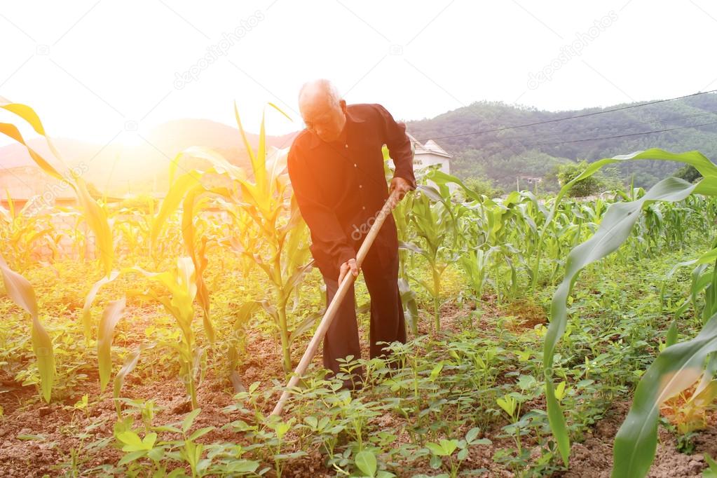 Farmer planting corn in the field