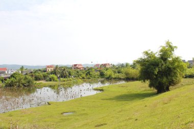 Tarlaya pirinç eken çiftçi