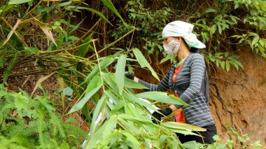 Asyalı kadın pirinç keki ambalaj ormandaki yaprak toplama