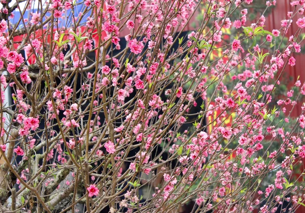 Persika blommor — Stockfoto