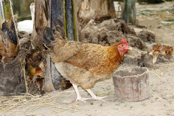 Hühner im Garten — Stockfoto