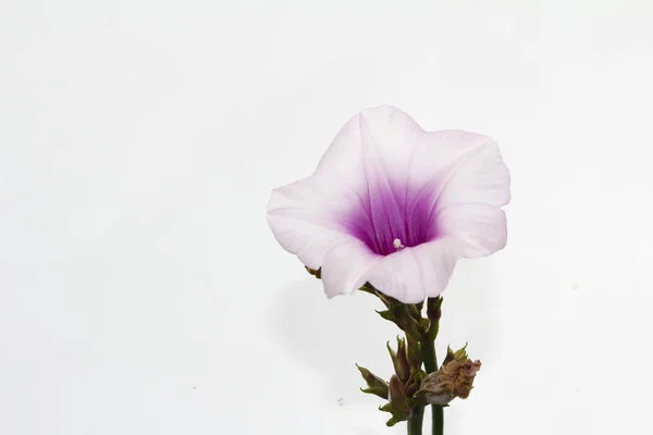 Flores brilhantes florescendo na primavera — Fotografia de Stock