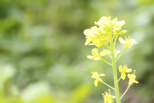 Fleur jaune — Photo