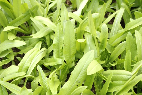 Légumes dans le jardin — Photo