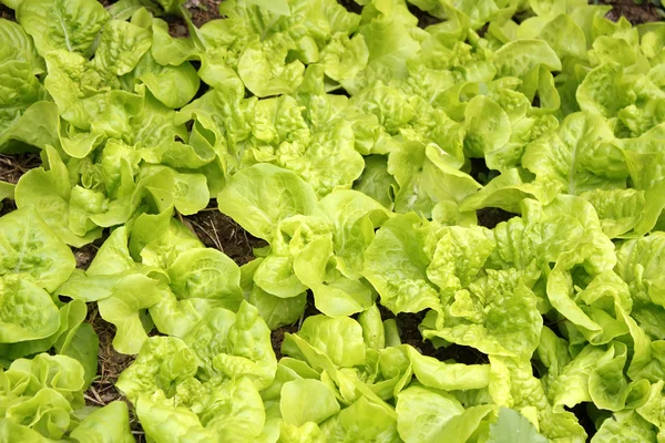 Warzywa w ogrodzie — Zdjęcie stockowe