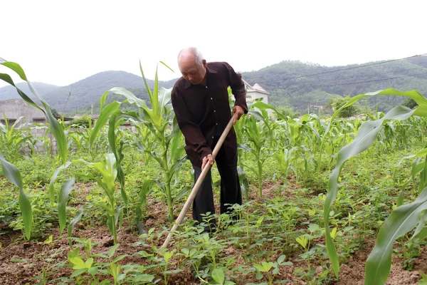 Agricoltore piantare mais nel campo — Foto Stock