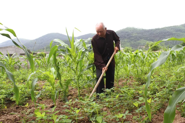 Agricultor plantando milho no campo — Fotografia de Stock