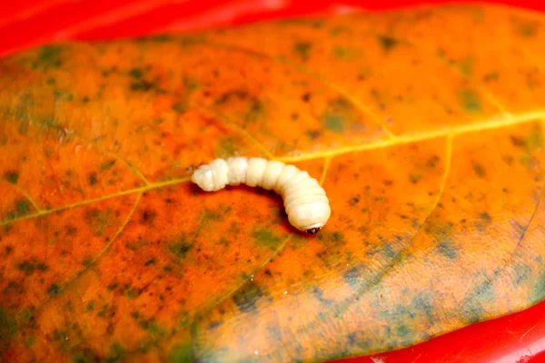 Larvas de mosca-da-serra — Fotografia de Stock