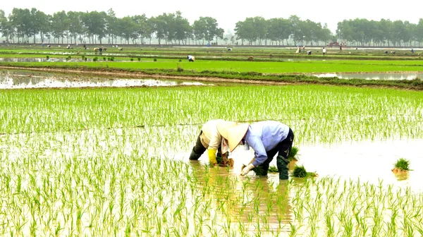 Agricultor plantando arroz no campo — Fotografia de Stock