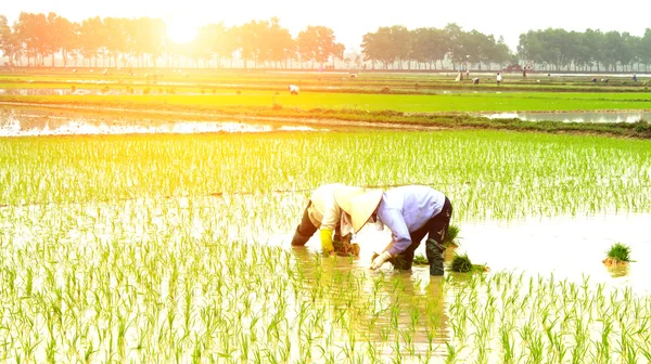 Farmář vysazuje rýži na poli — Stock fotografie