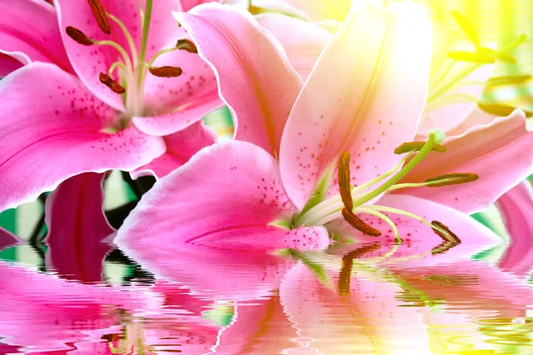 Lily flower — Stock Photo, Image