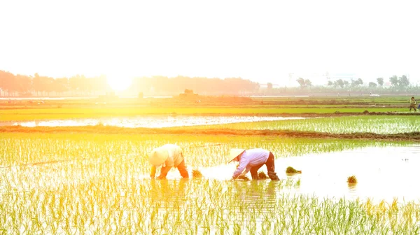 Agriculteur plantant du riz dans le champ — Photo