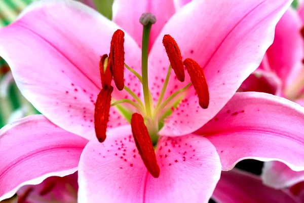 Lilienblüte — Stockfoto